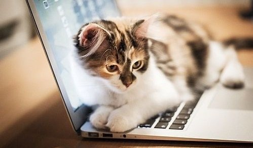 145454-Cat-On-The-Computer