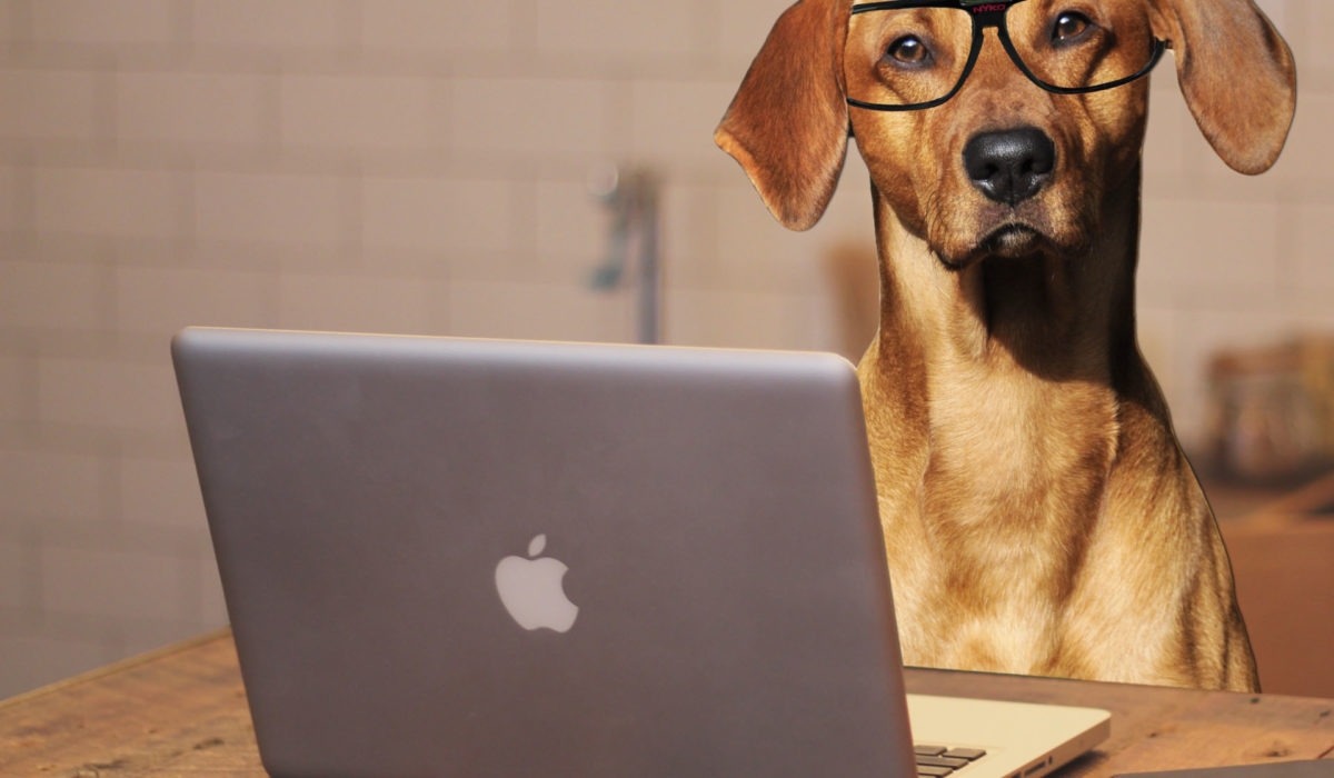 dog-using-laptop-computer1-1200x700